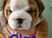 KC REG,english Bulldog Puppies from Health Tested Parents
