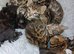 Pure pedigree bengal kittens