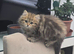 Brown male persian kitten