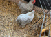 Pekin bantams