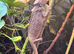 Panther chameleon