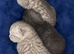Full British short hair kittens