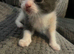 3 female kittens ready to be rehomed 4 weeks