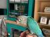 Baby hand reared conures for sale