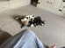 beautiful male kittens