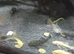 Common Bristlenoses