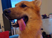 German Shepherd pups for sale