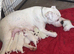 Female Staffy cross bulldog puppy