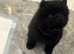 Chows ready and reduced !!