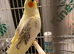 Hen cocktail