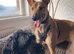 Malinoi X greyhound