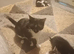 Kittens for sale