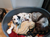 4 month old male dalmation