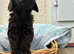 Beautiful cockapoo puppies