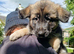 Beautiful litter of Long coated German Shepherd puppies