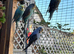 Baby Budgies