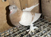 Pigeons for sale