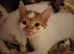 Beautiful litter of kittens looking for there forever homes