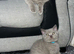 5 kittens looking for loving home