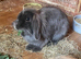 Mini Lion Lop Babies - READY TO LEAVE