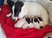1 Jack Russell boy 11 weeks old pups ready now!
