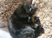 Bilbo - Friendly, Vocal, loves cuddles, neutered and chipped, 3 yrs old