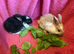 french lop-rex mixed 2for £80