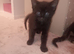 Mixed breed female kittens all black,