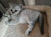 Beautiful British shorthair kittens.
