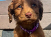 Cocker poo puppies for sale