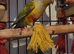 Baby conures
