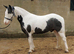 Very sweet 12.2hh cob