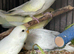 BEAUTIFUL BABY BUDGIES FOR SALE