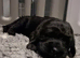 Beautiful Black Wavy Medium Labradoodle Girl - Born 11 August