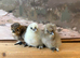 Silkie chicks