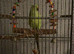 Ring neck for sale