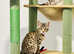 5 gorgeous bengals now 12 months old
