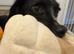 Jack Russell cross collie