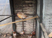Pheasants