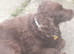 Springer spaniel for sale
