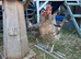 5 cream legbar chicken laying