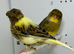 Beautiful pair of gloster canaries for sale
