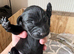 10 Labrador Puppies Mixed Colours