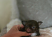 Quality chihuahua longcoat chocolate puppies