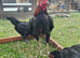 Quality trio of Black Ko Shamo available