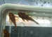Super Red Bristlenose Pleco medium size 3-4 cm. Gender not determined. Fast delivery within mainland UK.