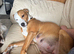 2nd gen bull greyhound pups