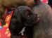 Gorgeous Jackappoo puppies