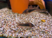 Bronze Corydoras (Corydoras aeneus)
