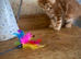 Full Maine Coon Russian Bred Male Kittens